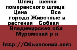 Шпиц - шенки померанского шпица › Цена ­ 20 000 - Все города Животные и растения » Собаки   . Владимирская обл.,Муромский р-н